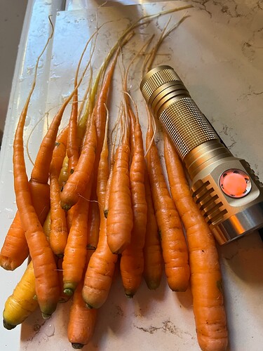 carrotd1