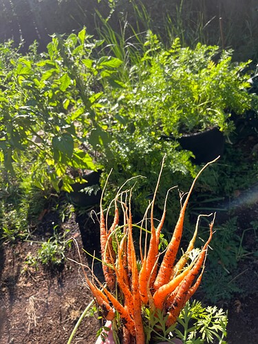 carrotpot