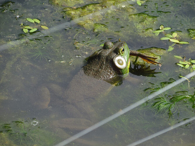 Frogs