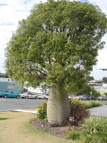 Brachychiton rupestris adult