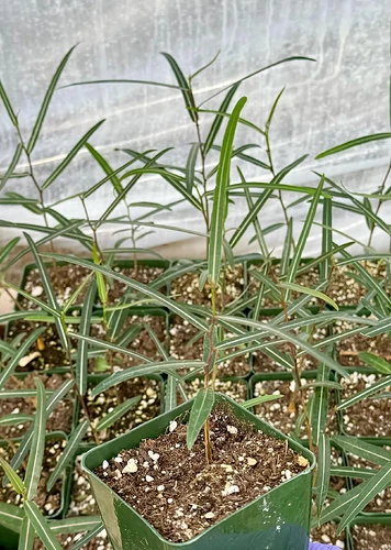 Brachychiton rupestris