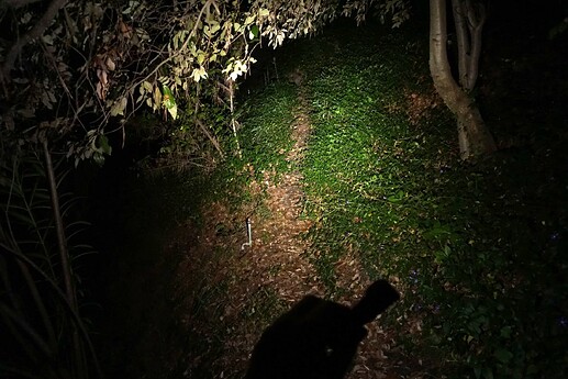 Walking a trail in the wood at high level