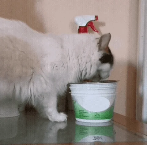 giphy-6