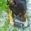 beggindog
