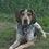 BlueHound