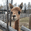 FURNAL