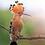 Hoopoe