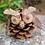 pinecone